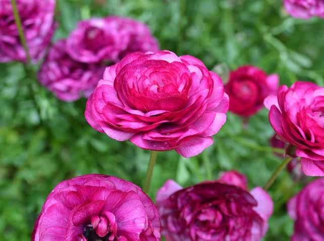 Ranunculus Plant (Persian Buttercup): Care & Growing Guide - AMERICAN ...