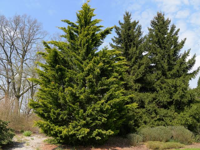 20 Fast Growing Evergreen Shrubs For Screening And Privacy American Gardener