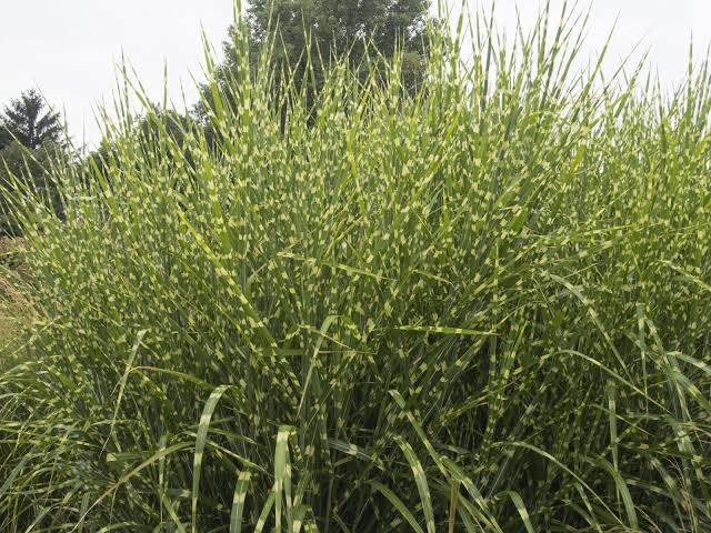 40 Types of Ornamental Grasses For Your Landscape - AMERICAN GARDENER