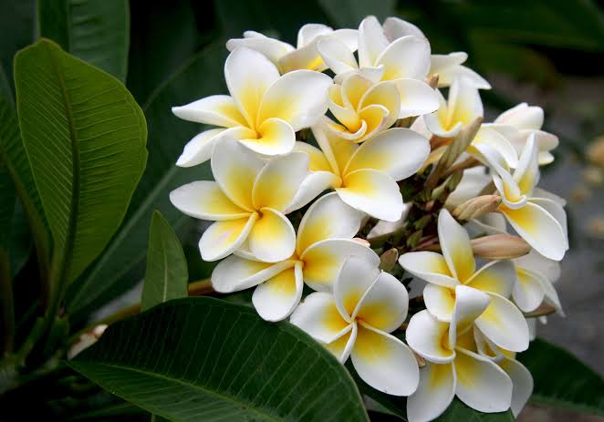 24 Beautiful Tropical Flowers With Pictures - AMERICAN GARDENER