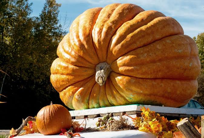 17 Types of Pumpkin Varieties For Eating - AMERICAN GARDENER