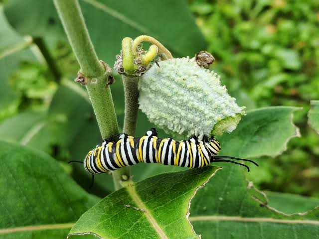 16 Different Types of Caterpillars With Stripes