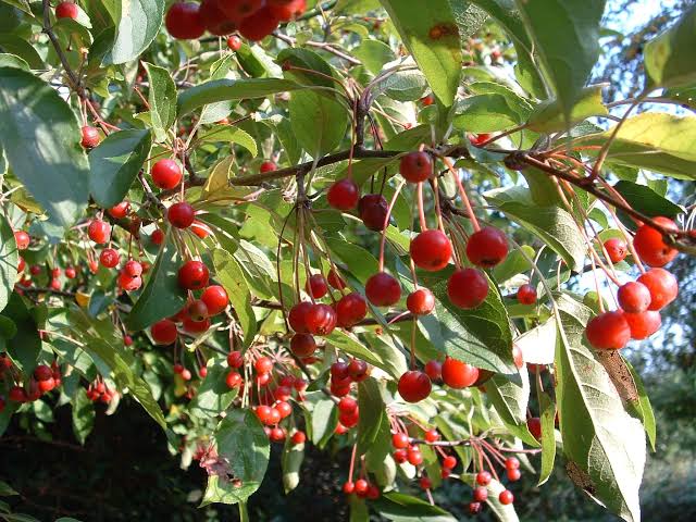 Types Of Crabapple Trees Fruiting Flowering Varieties American Gardener