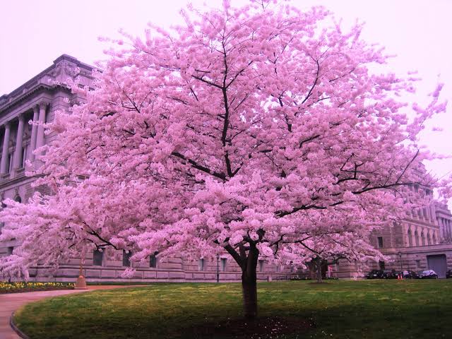 22 Types of Cherry Trees With Their Characteristics - AMERICAN GARDENER