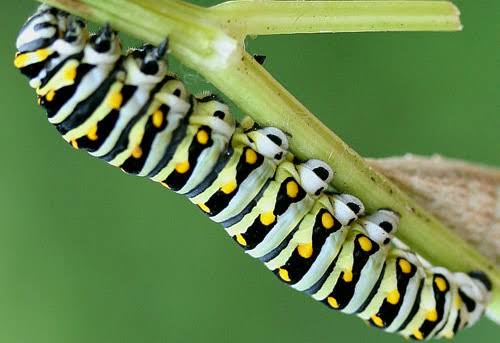 16 Different Types of Caterpillars With Stripes - AMERICAN GARDENER