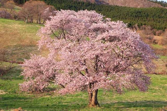 20-major-types-of-cherry-trees-with-their-characteristics-american