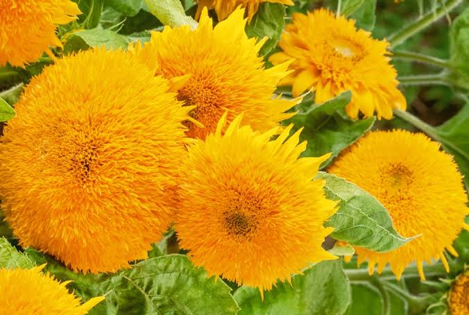 32 Popular Types of Sunflower (Multi-headed, Dwarf & Tall Varieties ...