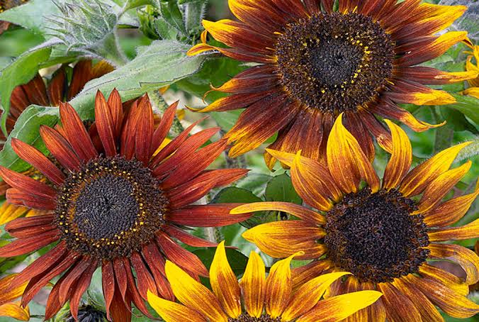 32 Popular Types of Sunflower (Multi-headed, Dwarf & Tall Varieties ...