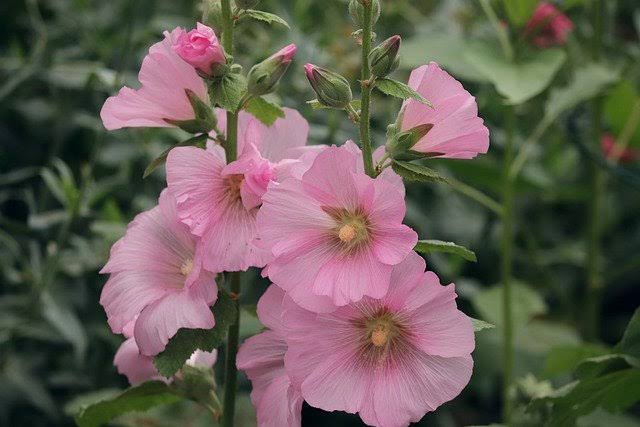 16 Different Varieties of Hollyhocks For Your Garden - AMERICAN GARDENER