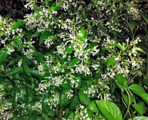 20 Different Types Of Jasmine Vine (Hardy, True & False Varieties ...