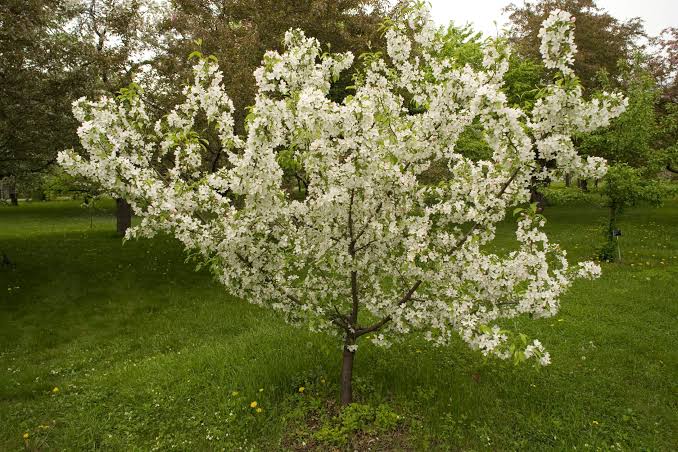 Types Of Crabapple Trees Fruiting Flowering Varieties American Gardener