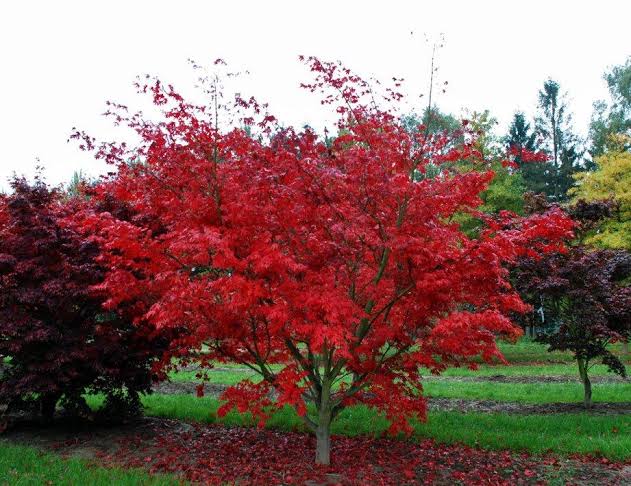 24 Types of Japanese Maple Trees - AMERICAN GARDENER