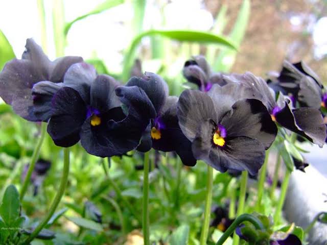 30 Amazing Types Of Black Flowers With Pictures And Names American