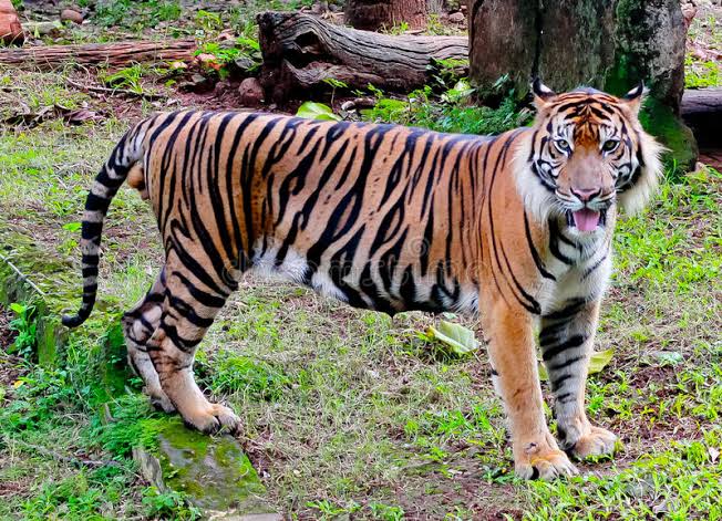 9 Types of Tiger: Surviving & Extinct Species - AMERICAN GARDENER