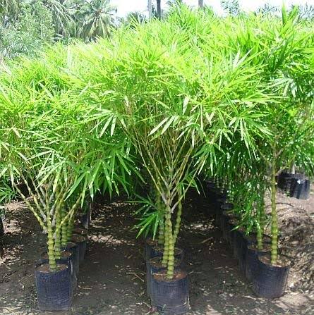 20 Types Of Bamboo Varieties For Yards, Gardens, Decks And Indoors ...