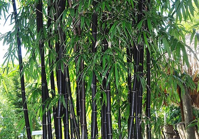 1 Exotic 'Black Bamboo' BUDDING Bamboo Rhizome/Root 1 foot Phyllostachys nigra