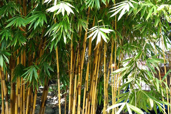 20 Types Of Bamboo Varieties For Yards, Gardens, Decks And Indoors ...