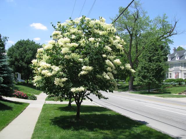 32 Types of Flowering Trees for Home Landscaping