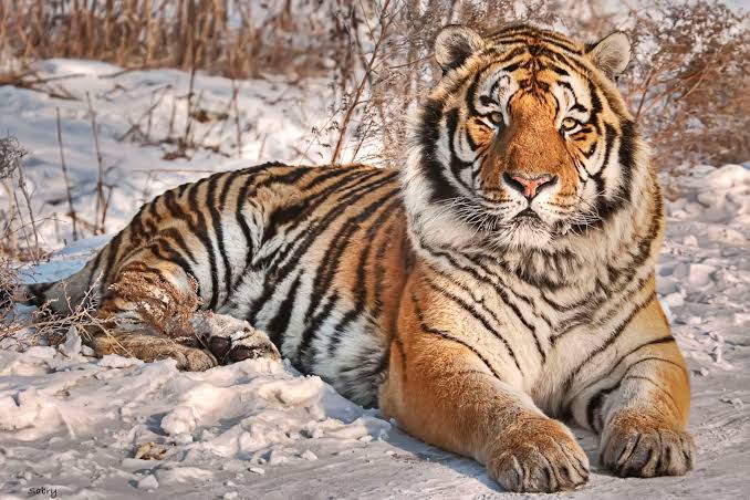 9 Types of Tiger: Surviving & Extinct Species - AMERICAN GARDENER