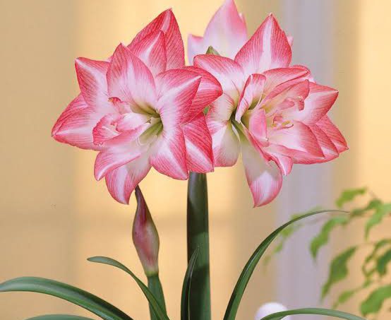 25 Wonderful Varieties of Amaryllis Flowers - AMERICAN GARDENER