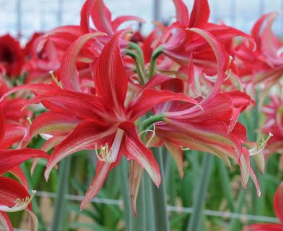 25 Wonderful Varieties of Amaryllis Flowers - AMERICAN GARDENER