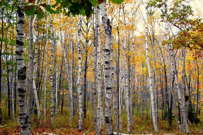 14 Different Types Of Birch Trees Their Unique Characteristics 