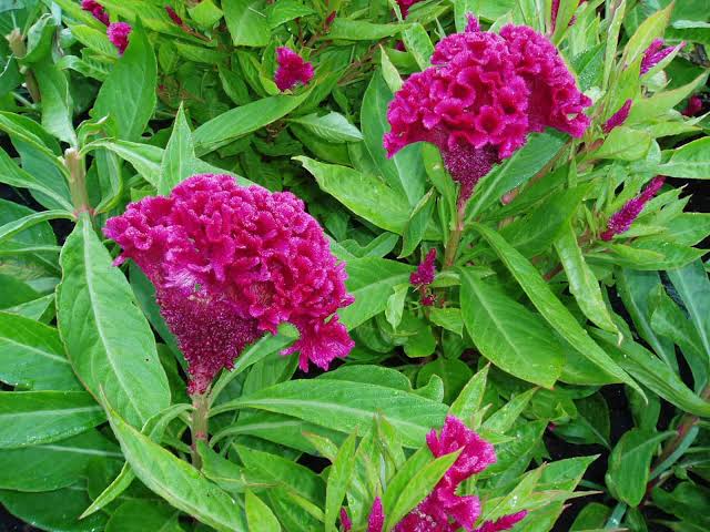 10 Types of Celosia Flowers To Grow In Pots & Planters - AMERICAN GARDENER