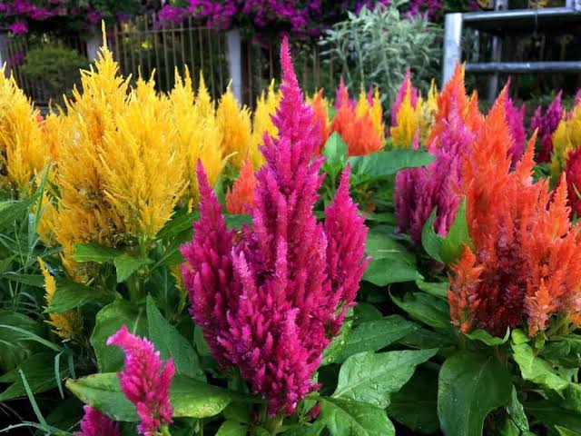 10 Types of Celosia Flowers To Grow In Pots & Planters - AMERICAN GARDENER