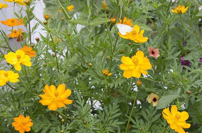 21 Types of Cosmos Flowers: Blue, Red & Purple Varieties - AMERICAN ...