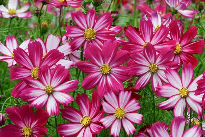 21 Types of Cosmos Flowers: Blue, Red & Purple Varieties - AMERICAN ...