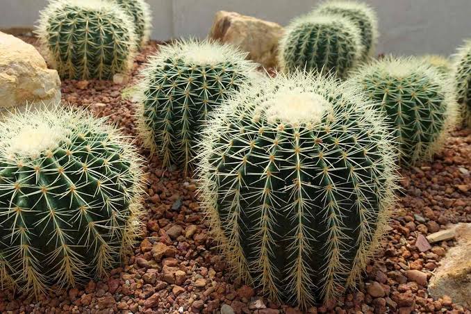 24 Beautiful Flowering Cactus Plants (With Names & Pictures) - AMERICAN ...