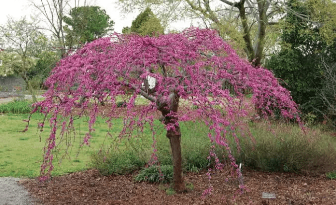 24-types-of-weeping-trees-small-ornamental-evergreen-varieties