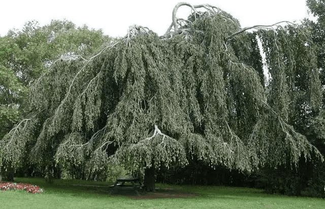 24 Types of Weeping Trees ( Small, Ornamental & Evergreen Varieties ...