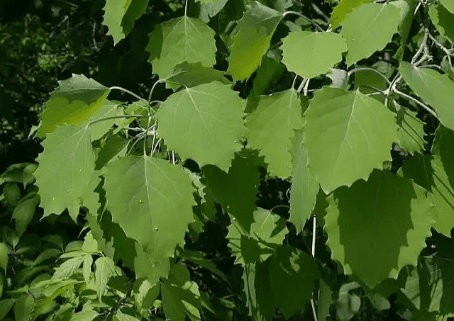 21-types-of-poplar-trees-and-how-to-identify-them-american-gardener