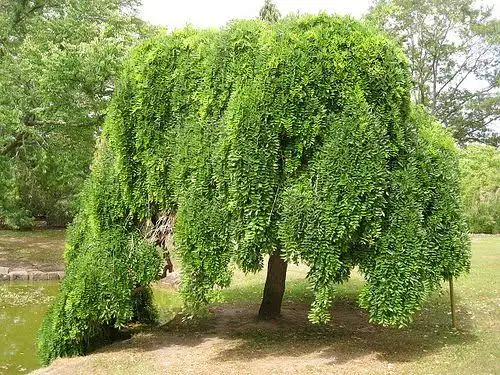 24 Types of Weeping Trees ( Small, Ornamental & Evergreen Varieties)