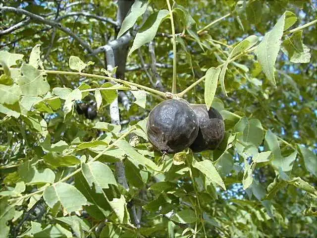 17 Types of Walnut Trees And How To Identify Them