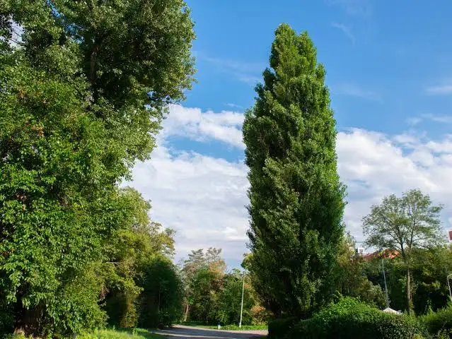 21 Types Of Poplar Trees And How To Identify Them