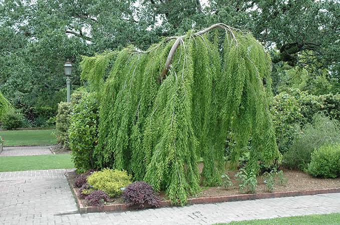 24 Types of Weeping Trees ( Small, Ornamental & Evergreen Varieties ...