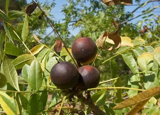 17 Types of Walnut Trees And How To Identify Them