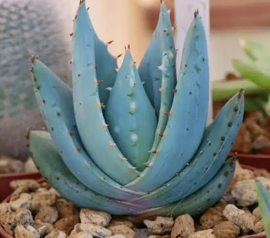 18 Poisonous Aloe vera Species (With Pictures) - AMERICAN GARDENER