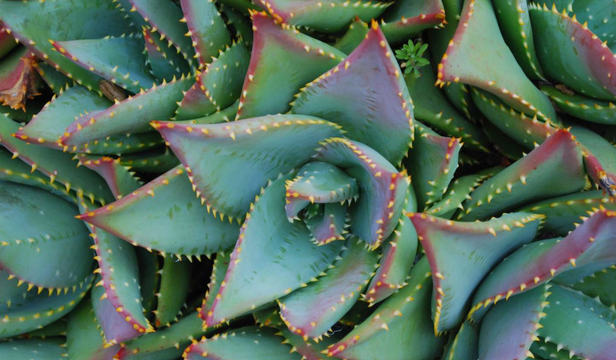 Poisonous aloe species in a garden in Ohio