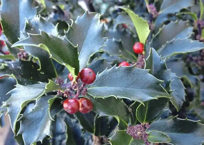 28 Different Types of Holly Trees And Shrubs - AMERICAN GARDENER