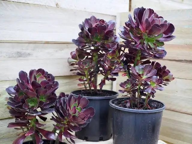 28 Beautiful Purple Succulent Plants for Your Home Garden - AMERICAN ...