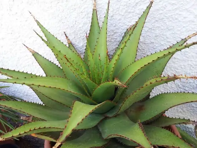 18 Poisonous Aloe Vera Species With Pictures 2013