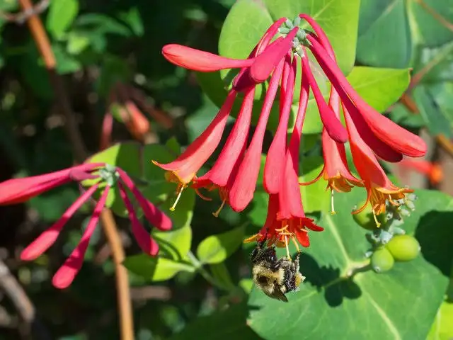 40 Popular Florida Flowers: Identification Guide