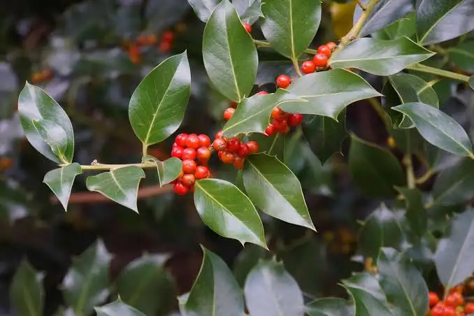 28 Different Types of Holly Trees And Shrubs