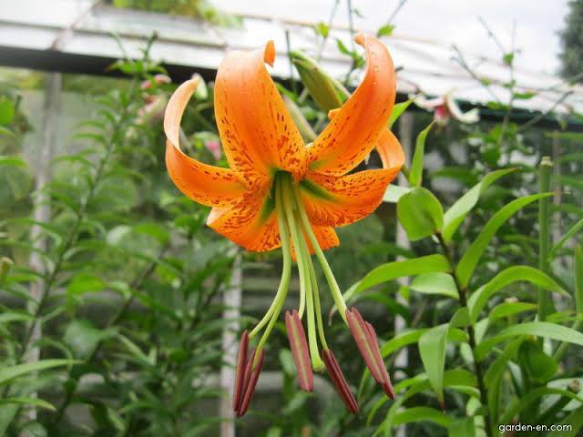 21 Types of Orange Lilies And How To Grow Them - AMERICAN GARDENER