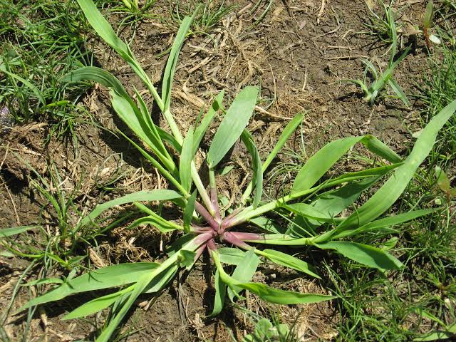 12 Major Types of Crabgrass For Your Lawn - AMERICAN GARDENER