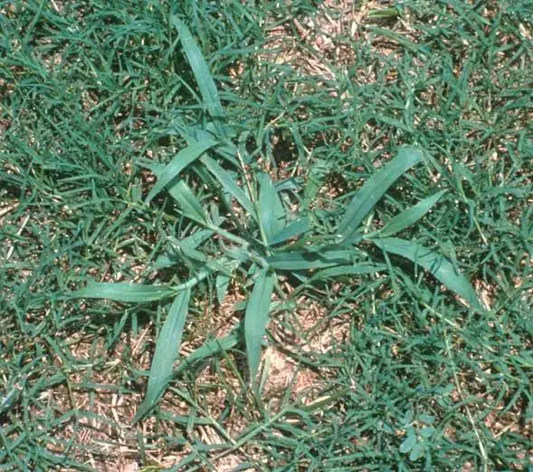 12 Major Types of Crabgrass For Your Lawn