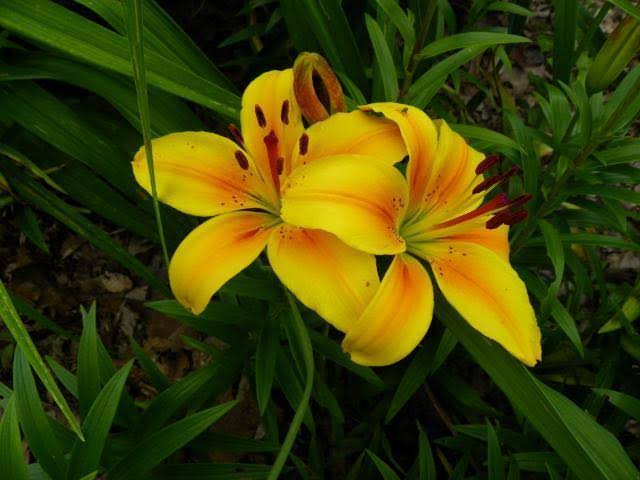 Yellow Lilies: 18 Varieties of Yellow Lily Flowers - AMERICAN GARDENER